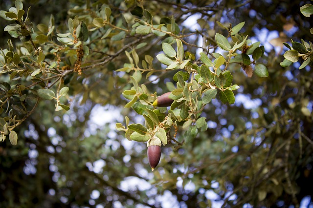 Comprar Paleta o Paletilla de Cebo de Alájar (Huelva)